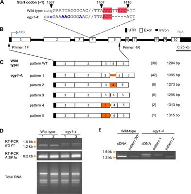 Rare occurrence of cryptic 5’ splice sites by downstream 3’ splice site/exon boundary mutations in a heavy-ion-induced egy1-4 allele of Arabidopsis thaliana